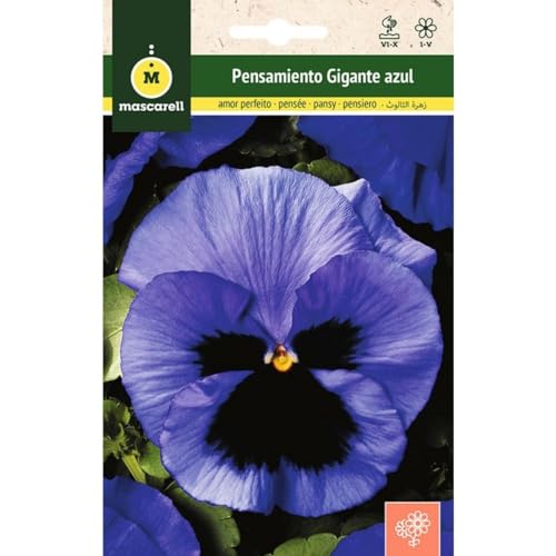 Mascarell - Graines - Pensée géante bleue au centre noir - Graines de fleurs d'extérieur pour décoration - 0,25 g