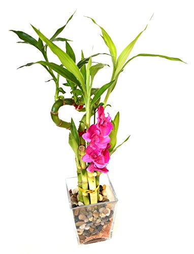 9Greenbox B002F8XFNE Lucky Bamboo - Heart Syle With Silk Flowers And Glass Vase And Pebbles thumb #1