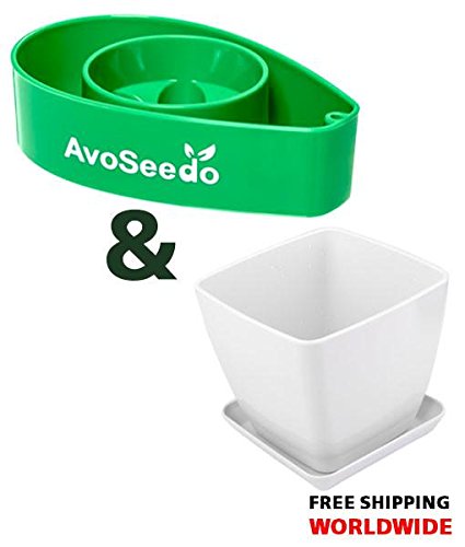 AvoSeedo Bowl Set Grow Your Own Avocado Tree, Evergreen, Perfect Avocado Tree Growing Kit for Every Avocado Lover with Plan Pot – Green & White