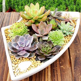 E Garden Mix Succulent Seeds Home Pack- Grow Indoor & Outdoor- 35 Fresh Seeds
