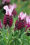 New Provence Lavender Plant Seeds red 200pcs Generic