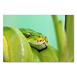 Postereck - 2964 - Grüne Baumpython, Schlange Reptil Natur 