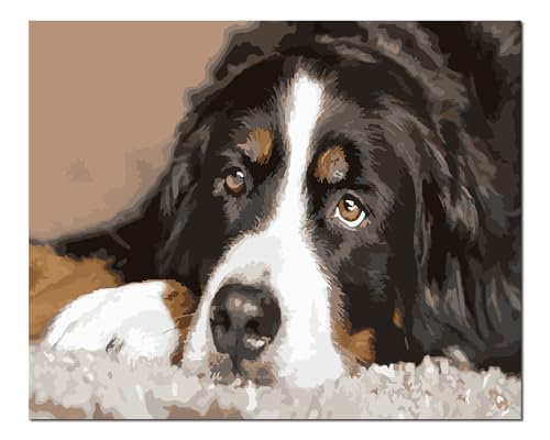 Peinture par numéros adultes cadeau créatif idéal motif chien noir et blanc avec cadre