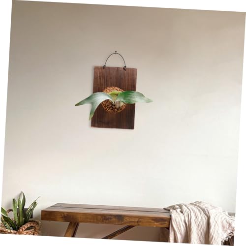 Plantes grimpantes d'intérieur : solution de support mural Mikikit pour optimiser l'espace