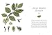 How to Be More Tree: Essential Life Lessons for Perennial Happiness