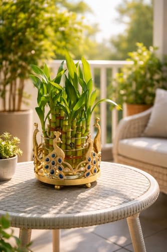 Image of Lucky Bamboo Plant 2-Layer in Round Glass Pot with Decorative Metal Stand - Feng Shui Indoor Plant for Home & Office, Vastu Good Luck Plant, Low Maintenance Air Purifying Gift