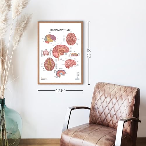 Image of Anatomy Lab Human Brain Anatomy Poster, LAMINATED, Anatomy and Physiology, 17.3 x 22.5 Inches, Organ Diagram, Anatomical Chart for Education Learning and Students | 17.3 x 22.5 Inches, Organ Diagram