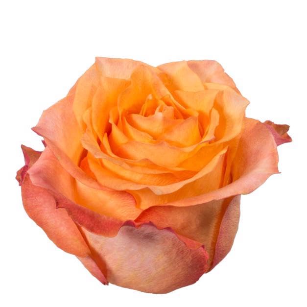 Rosa Twilight 50cm fleurs de décoration intérieure lot 20 roses