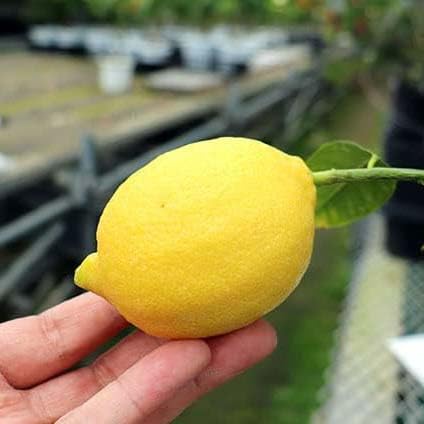Amazon.co.jp: トゲなしレモン 8号鉢植え 接ぎ木苗 大苗 : DIY・工具