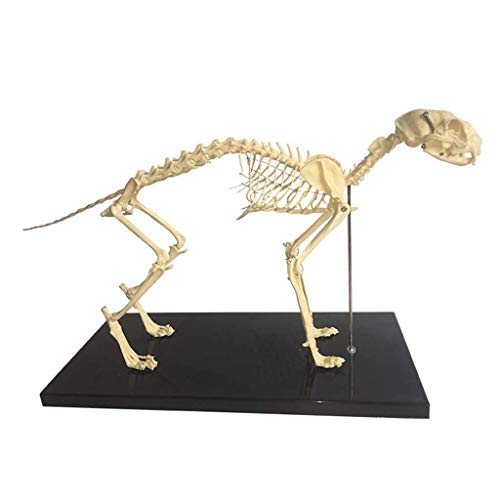 ZLF Cat Skeleton Anatomy - Animal Cat Skeleton Anatomical Model Cat Bones Skeleton Specimen Anatomy Model -for Veterinary Teaching Demonstration Tool