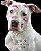 Produktbild 2019 Weekly and Monthly Planner: White Pitbull with Lipstick Daily Organizer -To Do -Calendar in Review/Monthly Calendar with U.S. HolidaysNotes Volume 2