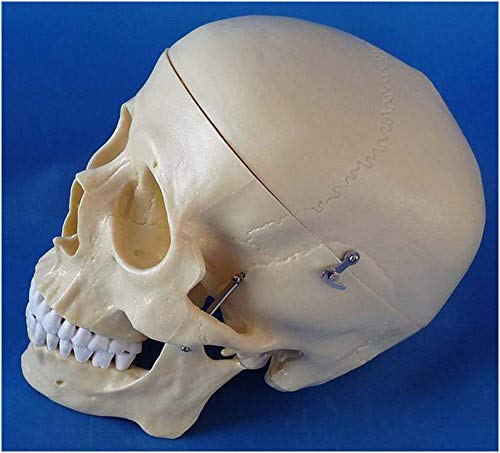 QHYTL Modelo de cráneo Humano de tamaño Real 1:1 para educación - Modelo de Cabeza de cráneo Humano anatómico médico - Modelo de enseñanza médica de Cabeza de cráneo de Material de PVC -