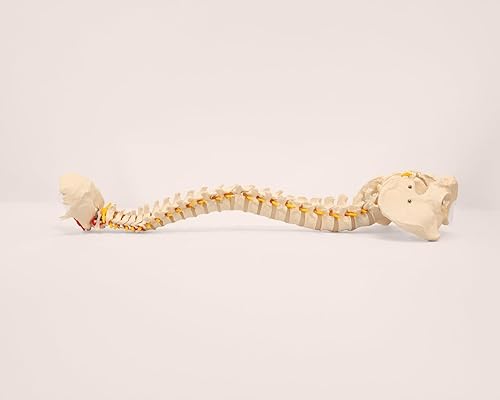 Miniatura 6 de Axis Scientific 34" Life Size Spine Model with Nerves, Vertebrae, Arteries, Lumbar Column, Male Pelvis, Includes Durable Stand and Full Color