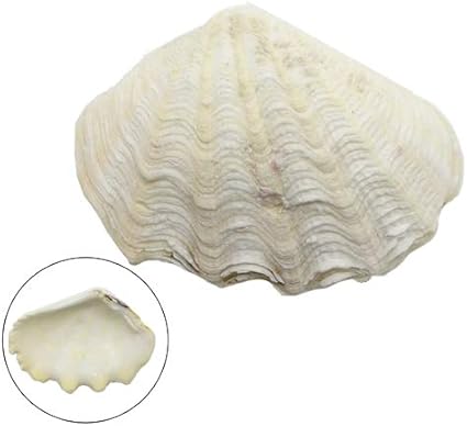 シャコガイ シャコ貝 中サイズ 生態 採集 おもちゃ Amazon シャコガイ シャコ貝 中サイズ 生態 採集 おもちゃ Amazon