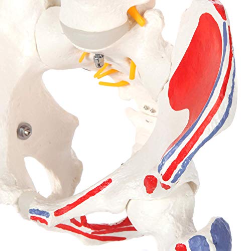 Image of Painted Flexible Spine Model, 36 inch Life Size Spinal Cord Anatomy Model Demonstrates Muscle Origins,Insertion Points,Vertebrae, Nerves, Arteries, Lumbar Column, Includes Stand