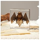 Bat Taxidermy in Resin Specimen Set for Science Education Classroom, Taxidermy Bat Collection,Oddities Animal Gift,Biology Home Décor Office Paperweight,Insect Specimen Bat in Resin Party Decoration