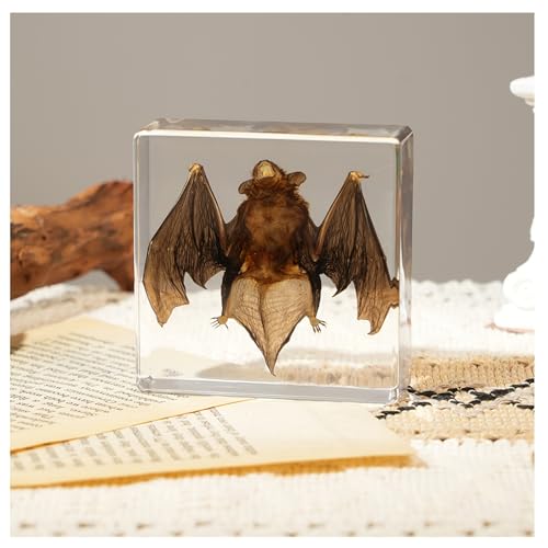 Bat Taxidermy in Resin Specimen Set for Science Education Classroom, Taxidermy Bat Collection,Oddities Animal Gift,Biology Home Décor Office Paperweight,Insect Specimen Bat in Resin Party Decoration