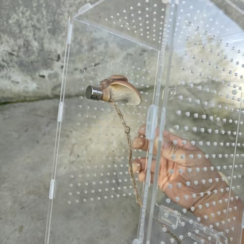 Kelisdi Piattaforma Sicura A Forma Di Fungo Per Lucertole E Ragni Che Saltano, Habitat Naturali Per Migliorare I Ragni Che Saltano - 8