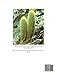 The Illustrated Encyclopedia of Cacti