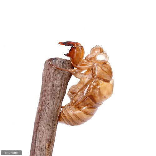 セミの抜け殻 標本 約4cm 夏休み“大人の”自由研究「セミの抜け殻の3D セミの抜け殻 標本 約4cm 夏休み“大人の”自由研究「セミの抜け殻の3D