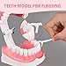 Ultrassist 2 Times Enlarge Dental Teeth Model Without Tongue, Ideal Mouth Model Brushing Flossing Practice for Kids Education, Includes Toothbrush
