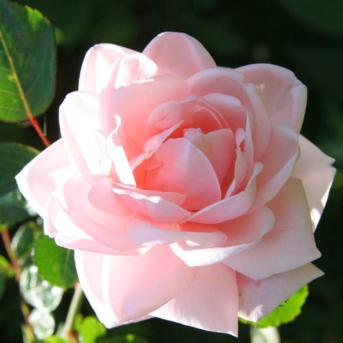 Royal Paradise Garden Rare 1 Healthy Live Plant Climbing Rose New Dawn (B08JHF2P3V) Amazon Price History, Amazon Price Tracker