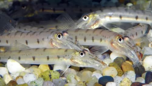 live freshwater Aquarium tropical crab live