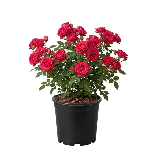 Image of Original Dark Pink Rose Live Plant with Black Pot Fragrant Flowering Shrub | All Season Outdoor Plant for Home Garden Balcony Terrace | Decorative Gift Rose Plant Pack of 1
