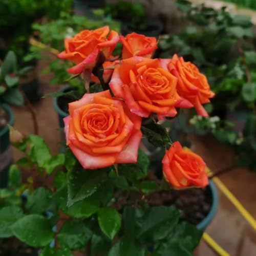 Semillas de rosal, Rosa chinensis, semillas de variedades antiguas Las rosas trepadoras compran semillas, Plantas resistentes al exterior. Plantas resistentes para el jardín. semillas 200pcs