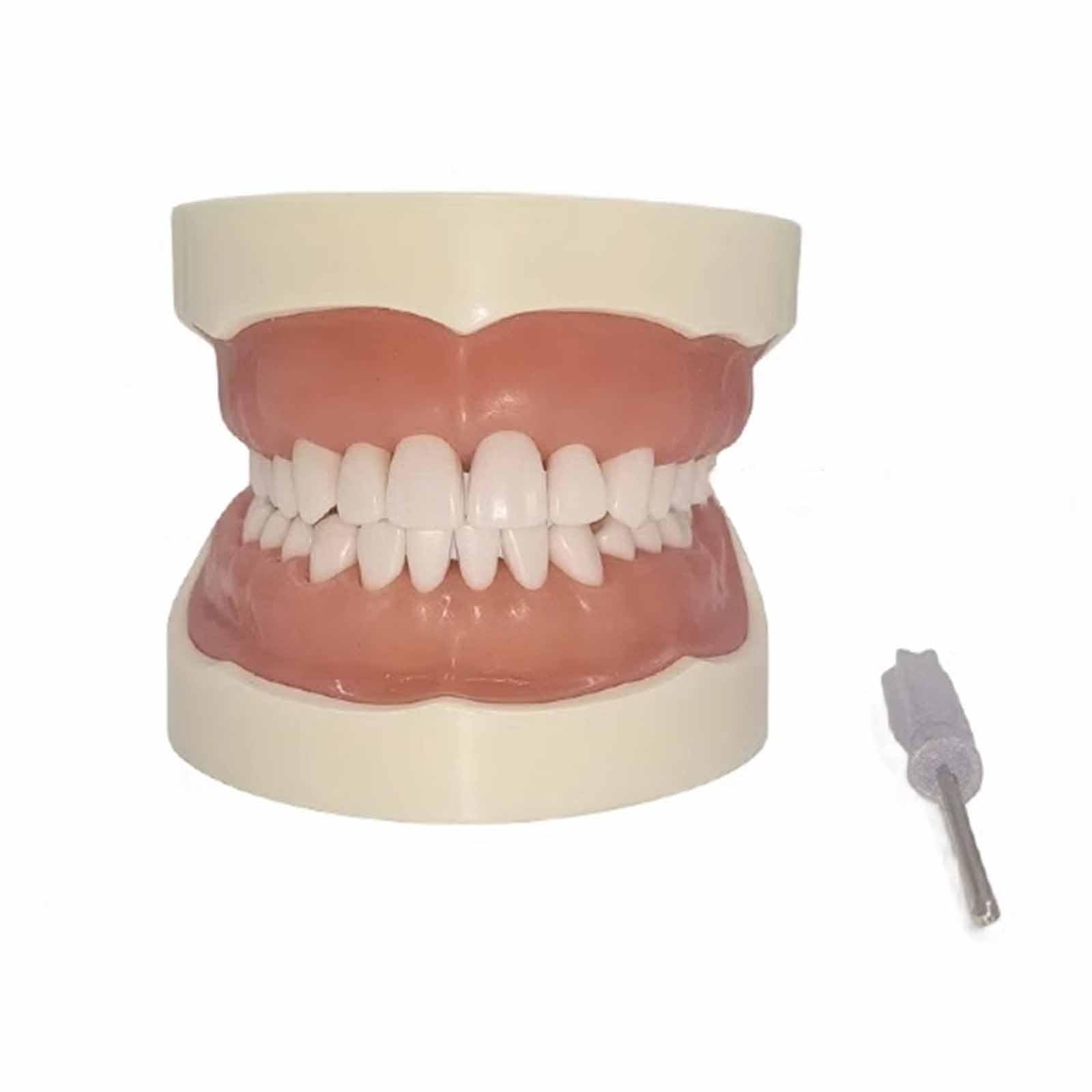 Modèle de Pratique de préparation de la cavité buccale avec 32 Dents - Modèle d'enseignement Standard de l'étude Modèle Dentaire - pour l'étude Modèle d'enseignement Standard pour Adultes