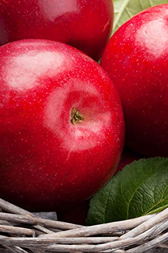 pianta di Melo albero di melo varietà Stark Delicious o Starking Età 2 anni già innestato pianta di mela in vaso pianta vera di mela venduta da eGarden.store