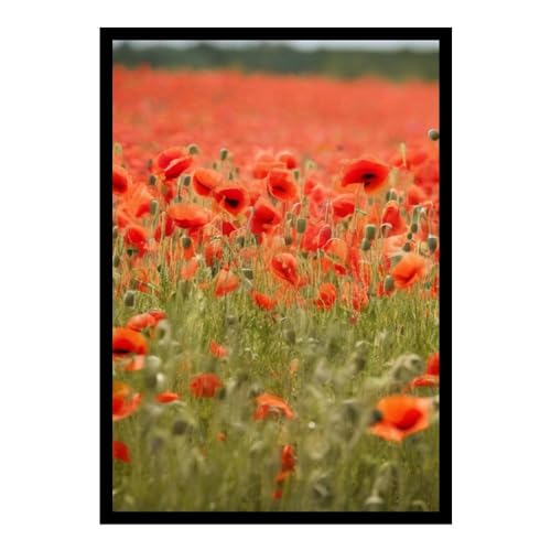 GAEKKO Quadro da parete Papavero in campo su vetro acrilico con cornice in vetro acrilico 20 x 30 cm