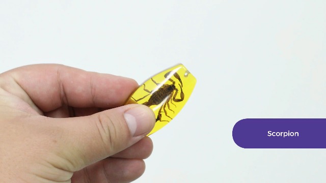 Amazon | Eggbox 発掘キット 6個の透明虫入り琥珀＋本物の天然琥珀