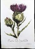 Clare Baird Creations Flower of Scotland Tea Towel in a Scottish Thistle Design