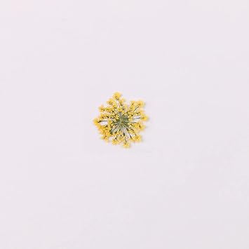 100pcs/pack Ammi majus Natural Pressed Dried Flower for Resin Jewelry Making, Soap and Candle Making, Scrapbooking DIY Ginger Yellow