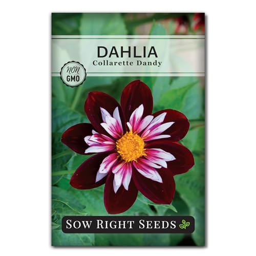 Sow Right Seeds - Collarette Dandy Mixed Dahlias Seeds for Planting Outdoors - Annual Non-GMO Heirloom Variety - Easy to Grow Blooms - Ideal for Garden Enthusiasts - Attracts Pollinators (1)