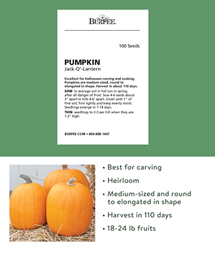 Burpee 51375A Jack O' Lantern Pumpkin Seeds 100 Seeds #TOP1