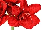 Zoom IMG-2 flair flower amaryllis 021113r fiore Zoom IMG-2 flair flower amaryllis 021113r fiore