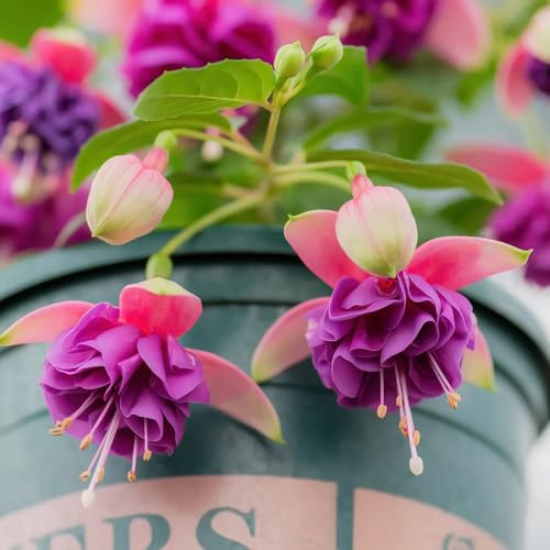 fuchsien winterhart - hochbeet gewächshaus balkon exotische bio 350samen