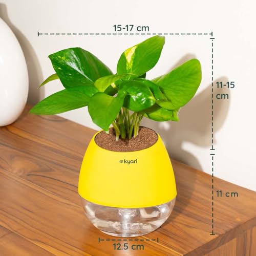 Image of Kyari Money Variegated Indoor Live Plants with Yellow Self Watering Pot - Oval Pot 4 Inch