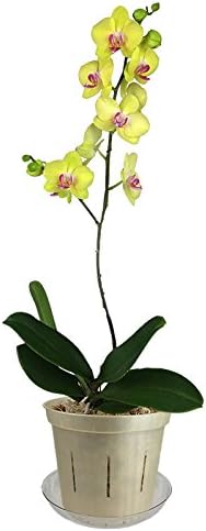 4" Slotted Clear Orchid Pots - 6 Pack (Golden Creme)