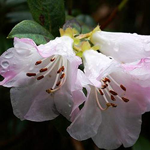 Rhododendron 'Cilpinense' 20-30 cm en conteneur