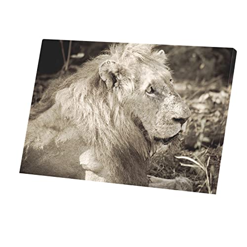 Toile lion couché roi des animaux photo sépia tableau de salon