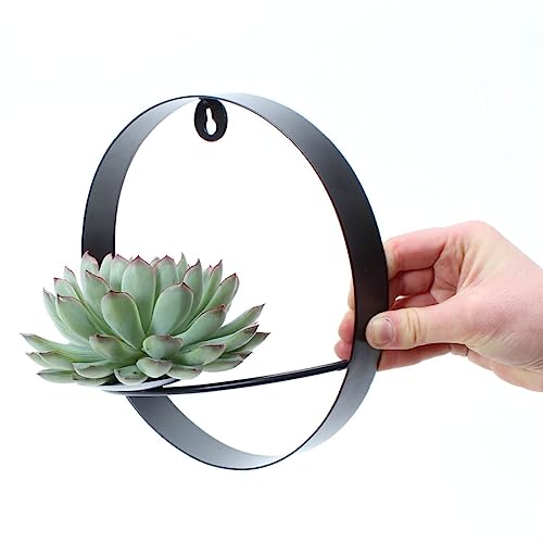 Plantes succulentes Echeveria Pulidonis murales avec support cactus en métal 20cm