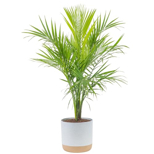 best palm trees for pots Pixelfy blog