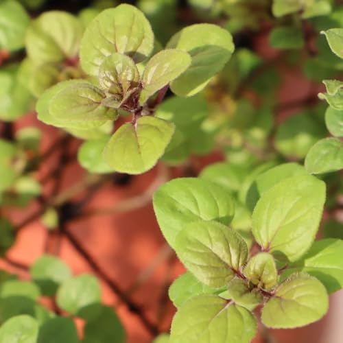 semillas de orégano orgánico, resistentes de orgánicas, balcón, jardín el balcón 600pcs