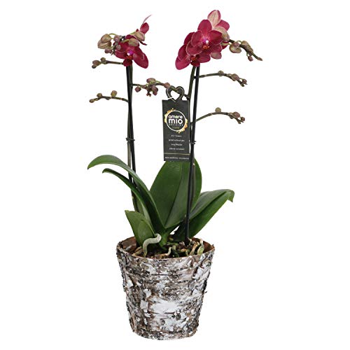 Orchid from Botanicly – Butterfly Orchid in Real Wood Plant Pot as a Set – Height: 45 cm, 2 Stems, red Flowers – Phalaenopsis Red Lion