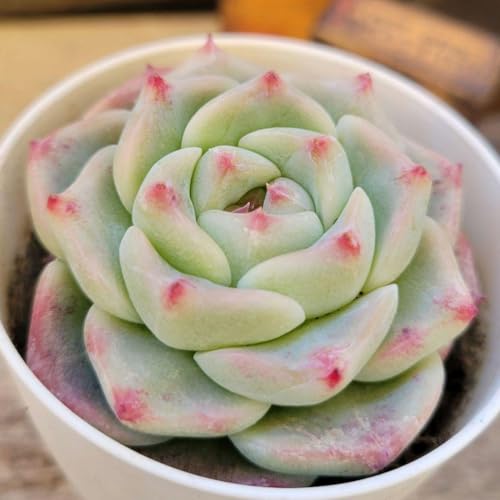 �����A�� �ۗt�A���o�r���[�e�B �����c