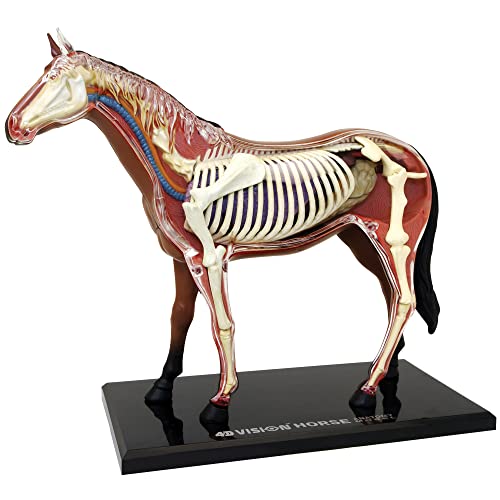 EXPLORA – Anatomía del Caballo – 546101 – Modelo Realista de 26 Piezas – 38 cm – Incluye Instrucciones de Montaje y 1 Prueba educativa – Kit de Descubrimiento – a Partir de 8 años