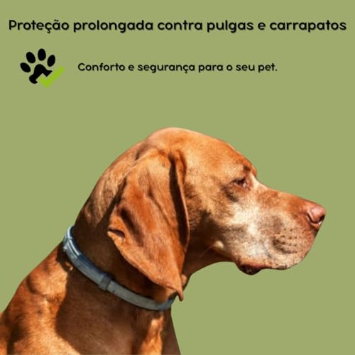 Coleira Antipulgas e Carrapatos KIT com DUAS CAIXAS Proteção duradoura para o seu melhor amigo de qu